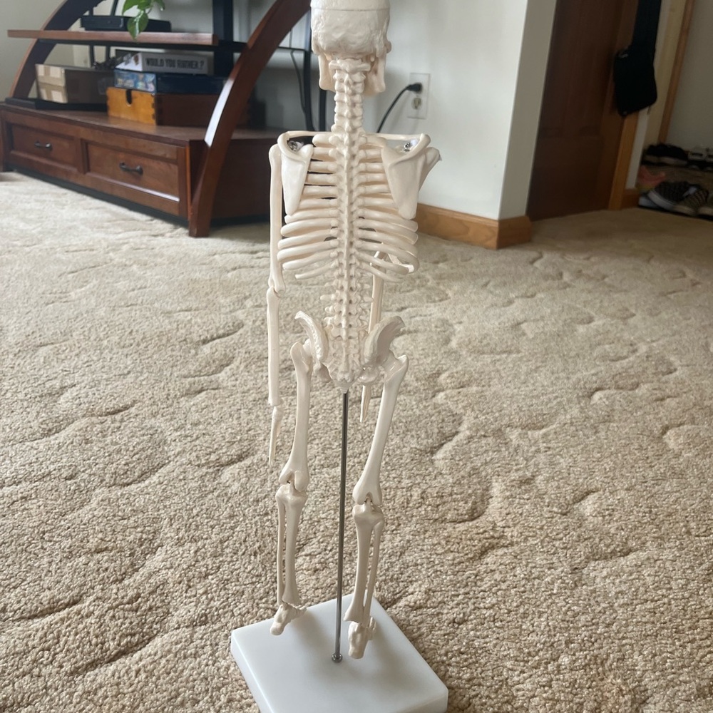 Anatomical Mini Human Skeleton Model — Cream Educational Display - Picture 7 of 9